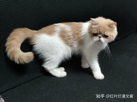 猫进屋|俗话说”猫来穷、狗来富“，家里进猫代表什么预兆？需要注意什么